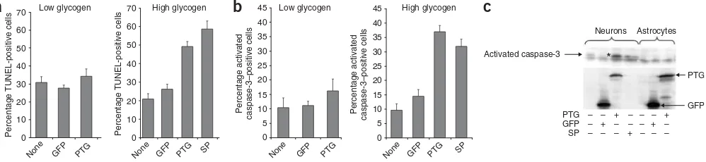 Figure 3 PTG expression activates neuronal MGS and results in glycogenwith AdCMV-PTG at low (PTGconfocal magniﬁcation