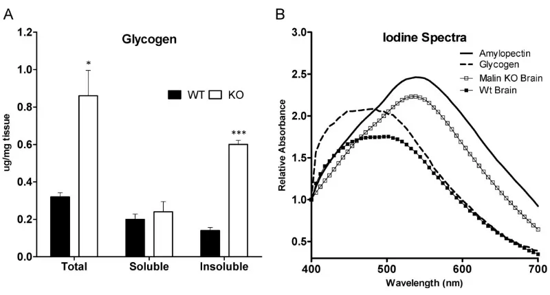 Figure 2. Analysis of glycogen in malin KO mouse brains. Glycogen is increased and accumulated in the pellet