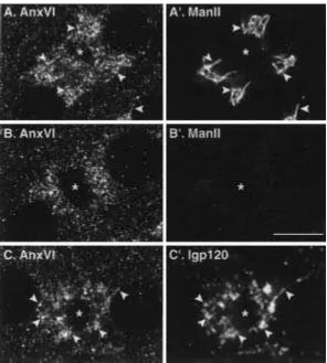 Fig. 10. A subpopulation of annexin 6-positive structures is associated with the Golgi apparatus in 