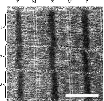 Figura 1.1.2: Micrografia electrònica d’un múscul control en secció longitudinal.miofibril·les (1-3), en el seu interior s’aprecien les línies M i Z, totes elles alineades i perpendiculars al sentit en què discorren les miofibril·les (el múscul està en fas