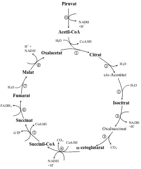 Figura 1.2.1: Esquema del cicle de Krebs. En aquest esquema es presenten les 8 reaccions del cicle de ��l’àcid cítric