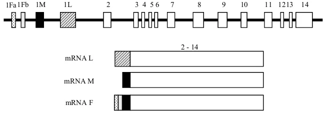 Figura 1.10: mRNA generats pel gen PFKFB1.