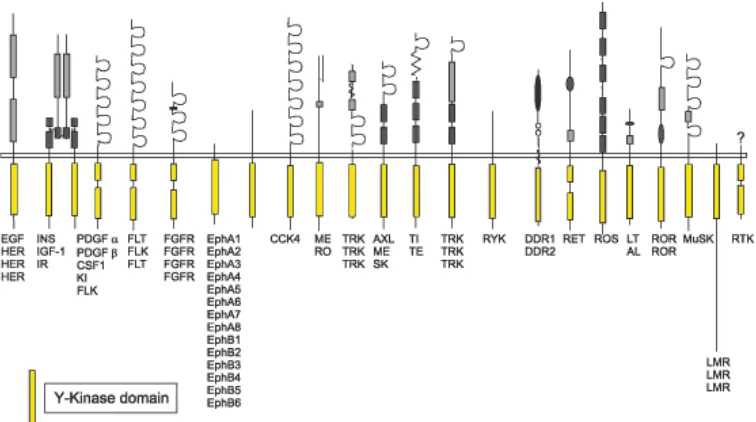 Figura (Lemmonformensubfamília, 24.  Representació  esquemàtica  dels  RTKs  en humans.  Cada  figura  correspon a  cada  en  total  22.  Sota  de  cada  subfamília  en  queden  anotats  els  receptors  que  hi  part.  Els  dominis  intracel∙lulars  queden  representats  en  forma  de  rectangle  groc. M.A. et al. Cell, 2010, 141:1117‐1134)250. 