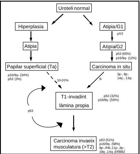 Figura 2: Adaptació del model proposat per Sandberg (1992). 