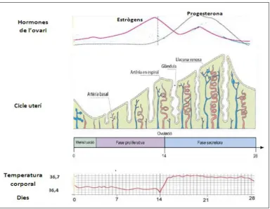 Figura 3. Esquema del funcionament del cicle menstrual. El control del cicle menstrual 