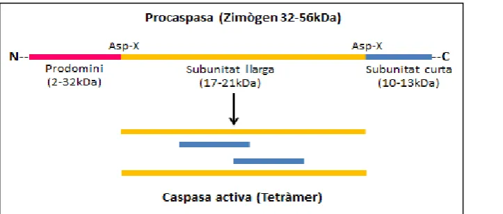 Figura 8. Esquema del processament d’una caspasa. Representació de la forma inactiva i la 