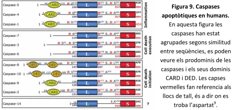 Figura 9. Caspases 