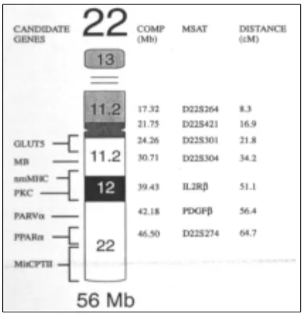 Figura 5 . Mapa genètic del cromosoma 22