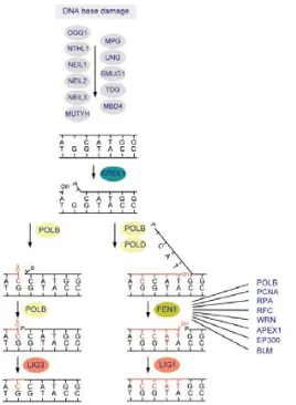 Figura 5. Ruta de reparació de SP-BER i LP-BER. La figura mostra el conjunt d’interaccions entre el DNA i les proteïnes en la reparació per BER en mamífers
