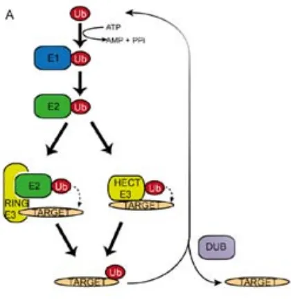 Figura 8. Cascada d’ubiquitinació estàndard per una proteïna diana. Cascada d’ubiquitinació representada pels enzims d’activació de la Ub o E1, l’enzim de conjugació de la Ub o E2 i l’enzim de lligació de la Ub o E3