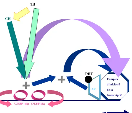 Fig.21. Model hipotètic de la transactivació dependent d’andrògens del promotor del gen del KAP, en 