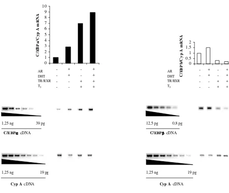 Fig.13. Nivells endògens de mRNA i proteïna de C/EBPα i C/EBPβ en cèl.lules PCT3 i PR10 