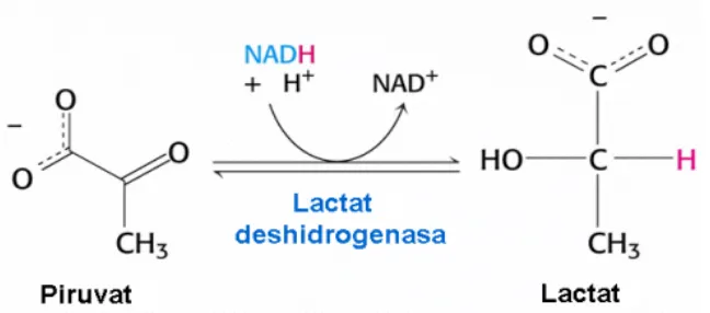 Figura 6. La Lactat deshidrogenasa (LDH) catalitza una reacció redox reversible en la qual el piruvat es reduït a lactat gràcies a l’oxidació de NADH a NAD+