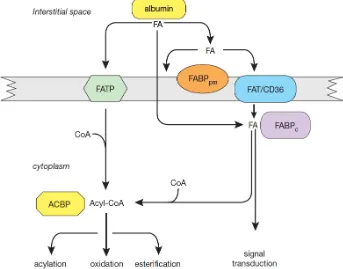 Figura 7. Esquema dels transportadors implicats en la captació dels àcids grassos [Brinkmann i col., (proteïna de transport d’àcids grassos), FABPpm/c (proteïna d’unió als àcids grassos de membrana plasmàtica/citoplasmàtica), FAT/CD36 (translocasa d’àcids 