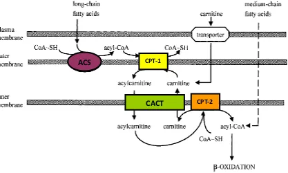 Figura 8. Sistema de transport carnitina palmitoil transferasa [Bonnefont i col., 1999]