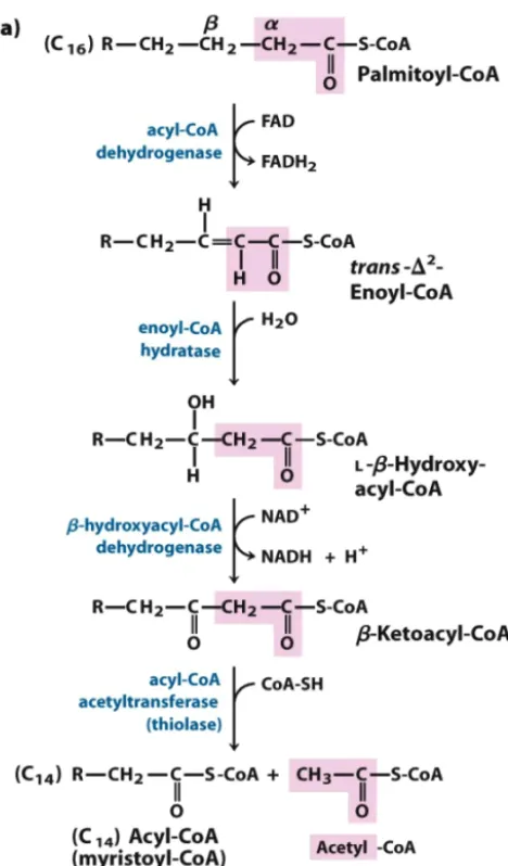 Figura 9. àcids grassos. una molècula de FADH(a) �������������-oxidació dels (b) Per cada cicle es forma , una de NADH i 