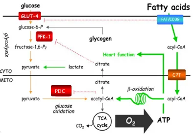 Figura 10. Esquema resum dels principals substrats que participen en el metabolisme energètic del cor d’un adult en condicions normals [Viollet i col., 2009]