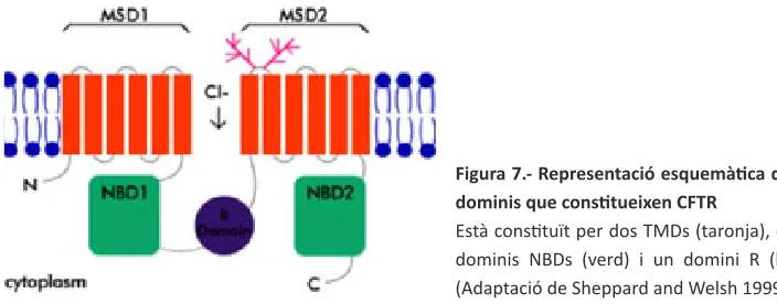 Figura 7.- Representació esquemàtica dels 