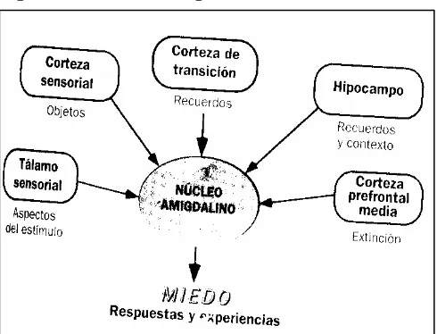 Figura 1.4.2: El nucli amigdalini.