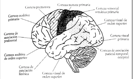 Figura 1.3.4: Detall de les regions funcionals dels lòbuls frontals, temporals, occipitals i parietals.