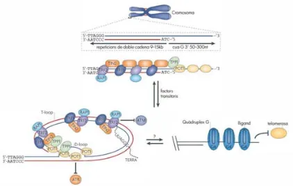 Figura 1.5. Estructura dels telòmers dels mamífers. Els telòmers consisteixen en múltiples repeticions TTAGGG, amb una cadena motlle rica en G i una cadena retardada rica en C