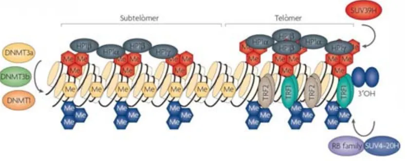 Figura 1. 6. Modificacions epigenètiques dels t elòmers i  s ubtelòmers e ucariotes. Els s ubtelòmers pr esenten mostren t ambé l es metiltransferases encarregades d e l a metilació d ’histones ( SUV) i  d e l a metilació d el D NA metilació (Me) de le s i