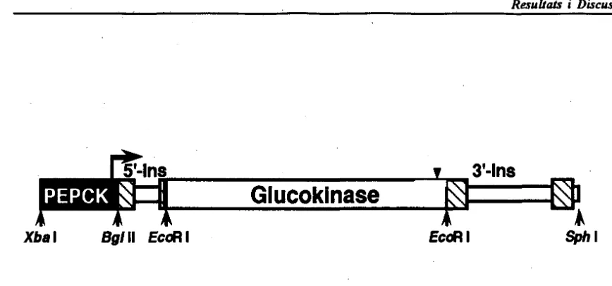 Figura 1.Xbal-Sphl,qae. Representació esquemàtica del gen quimèric PEPCK/GK. El fragment de 4.5Kb conté el gen quimèric, va ser microinjectat en òvuls fertilitzats.