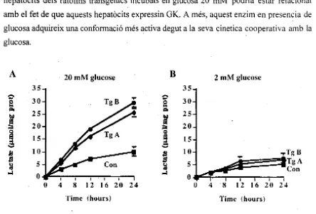 Figura 2. Producció de lactat per hepatòcits d'animals control (O, Con); i transgènics (•.