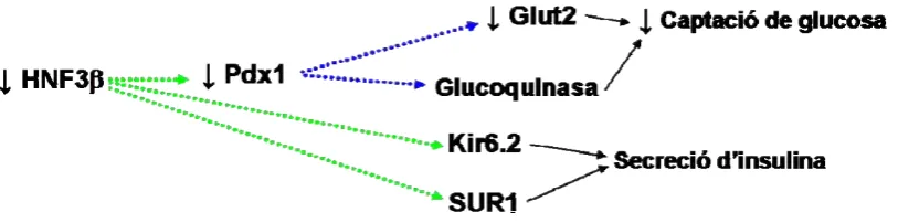 Figura 6. Expressió de Pdx1 i HNF3βPdx1(A), i HNF3/FoxA2 en illots d’animals de 2 mesos d’edat