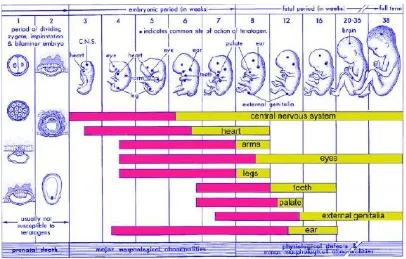 Figura 12. Il·lustració esquemàtica setmanal dels període crítics en el desenvolupament prenatal, i les etapes de major vulnerabilitat a compostos teratògens (en vermell) (Moore 1973)