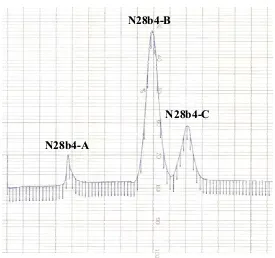 Figura 4.5. Cromatograma obtingut per cromatografia de gel-filtració en columna Sephadex G-50 després de la hidròlisi amb acètic del LPS del mutant N28b4 