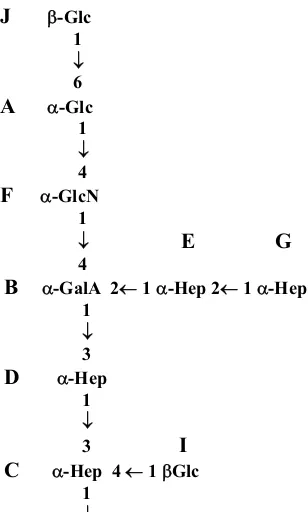 Figura 4.9. Estructura temptativa proposada per l’oligosacàrid 1 aïllat del LPS del mutant deficient en antigen O de S