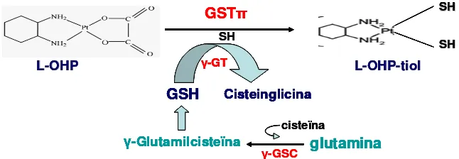 Figura 2.4: Esquema del sistema de detoxificació glutatió. El GSH s’obté a partir del glutamat i es converteix en cisteinglicina al transferir el grup SH