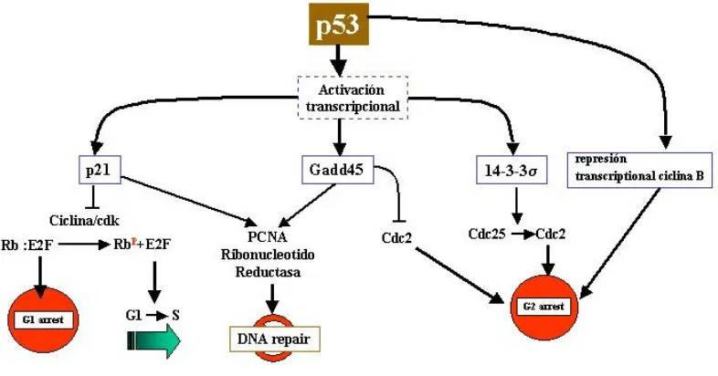 Figura 2.5: Esquema simplificat de la resposta cel.lular mitjançant l’acció de la proteïna p53 davant un dany causat a la cèl.lula