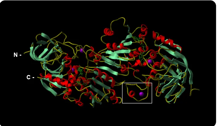 FIGURA 3: El model d’ADH en forma dimèrica pertany a l’ADH humana. L’estructuració de la cadena d’aminoàcids en hèlix α es presenta de color vermell i en làmina β de color verd