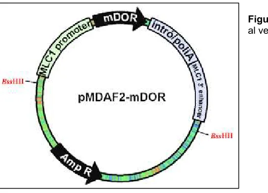 Figura 56. Clonació de DOR de ratolí al vector pMDAF2.  