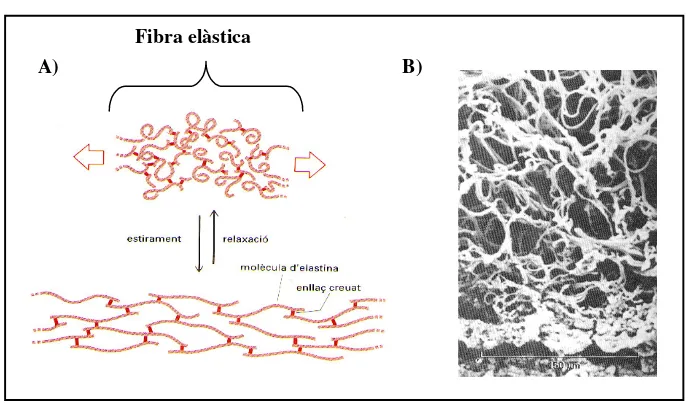 Figura 11. A) Les molècules d’elastina estan unides entre elles mitjançant enllaços 