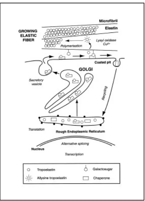 Figura 12. Descripció esquemàtica del procés de deposició de l’elastina (Debelle i Tamburro, 1999)