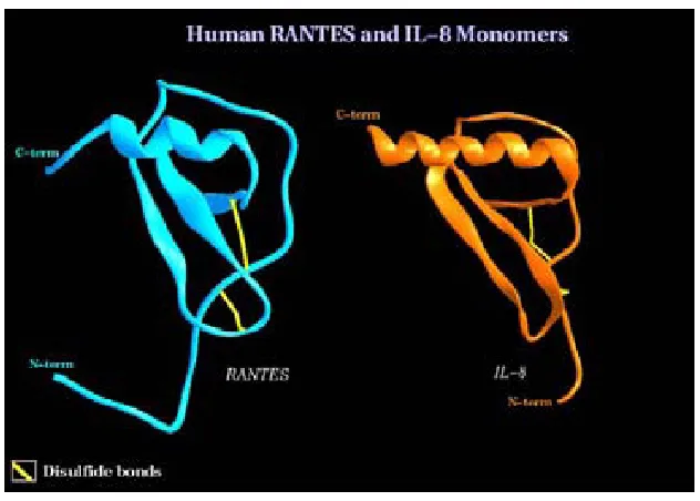 Figura 2: Estructura tridimensional de dues quimiocines representatives dels subgrups CC (CCL5 o RANTES) i CXC (CXCL8 o IL-8) 