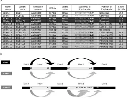 FIGURE 3.Multiple transcripts derived from a polymorphism into recognize it. Instead, the spliceosome can select another alternative acceptor splice site around the original site