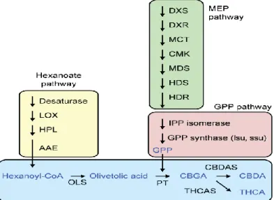 Figura 3 Biosíntesis de cannabis (20) 