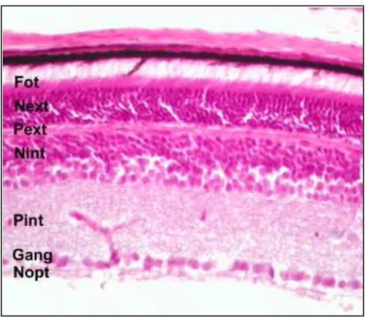 Figura 2.-  Capes de la retina de M. arvalis en les que s’ha mesurat el gruix: capa de fotoreceptors (Fot); capa nuclear externa (Next); capa plexiforme externa (Pext); capa nuclear interna (Nint); capa plexiforme interna (Pint); capa de les cèl· lules gan