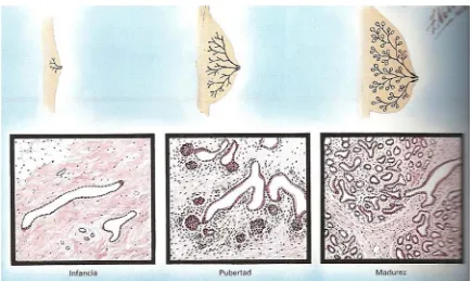 Figura 1: Desenvolupament de la mama 
