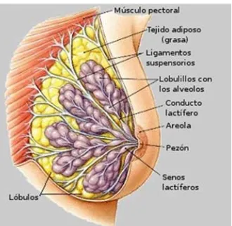 Figura 3: Morfologia i sostenibilitat de la mama 