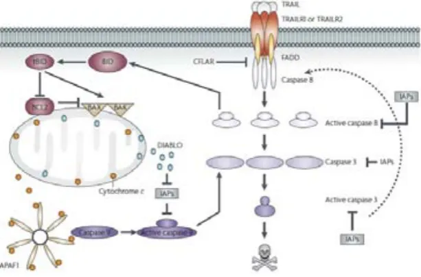 Fig. 12.- La unió del receptor de TRAIL resulta en l’oligomerització i reclutament de FADD i la caspasa 8 per formar el complex de mort, DISC