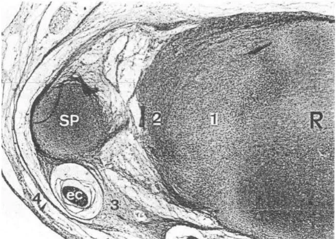 Figura   6.   Corte   histológico.   (1)   Zona   central   avascular   del   disco;   (2)   Zona   vascular   periférica;   (R)   Radio;   (SP)   apófisis   estiloides;   (EC)   extensor   cubital;   (3)   vaina   del   extensor 