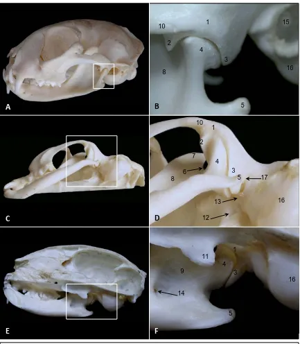 Fig. 1. Osteología de la ATM izquierda. Vistas lateral A, ventral C y medial E del cráneo delgato