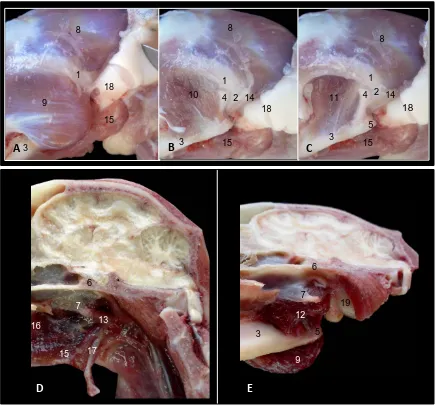 Fig. 9. Imágenes de disección de la musculatura masticadora del gato. Vista lateral A