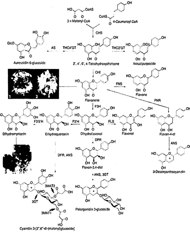Figura  3. Esquema  de  biosíntesis  general  que  conduce  a  la  mayoría  de  las  clases  de  flavonoides (ANDERSEN  &amp;  JORDHEIM, 2010)