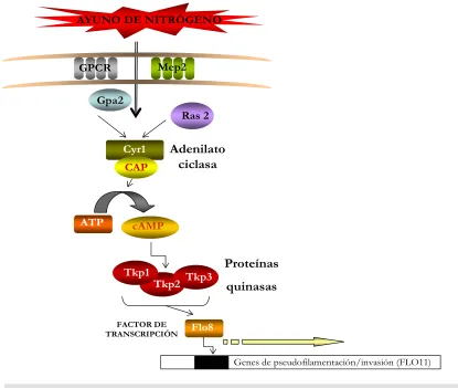 Figura 4. Esquema de la ruta del cAMP en S. cerevisiae 